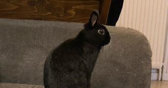 laetitia pet sitter à ROSCOFF 29680_4