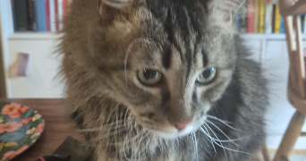 dalila pet sitter à NANTERRE 92000_6