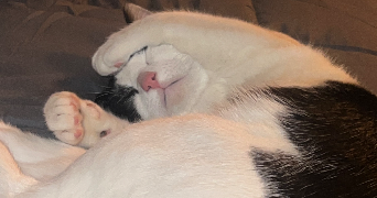 raiane pet sitter à BELLEVILLE EN BEAUJOLAIS 69220_1