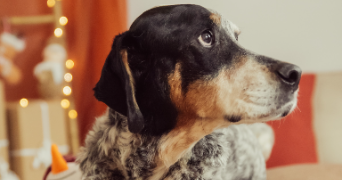 amandine pet sitter à TANNAY 08390_3