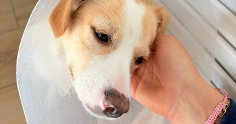 juliette pet sitter à STRASBOURG 67000_1