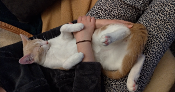 cécilia pet sitter à RENNES 35000_4