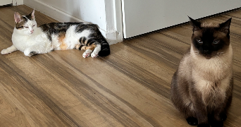 kaïna pet sitter à COLOMBES 92700_3