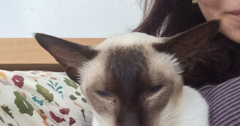 sophie pet sitter à PARIS 13 75013_1