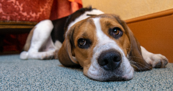 nicolas pet sitter à Clermont-Ferrand 63000_2