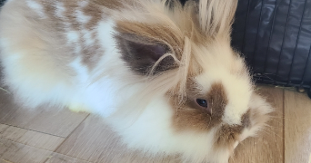 myriam  pet sitter à Cachan 94230_4