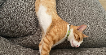 Sarah pet sitter à Épinay-sur-Seine 93800_8