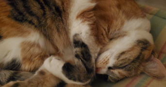 oana pet sitter à FONTENAY SOUS BOIS 94120_0