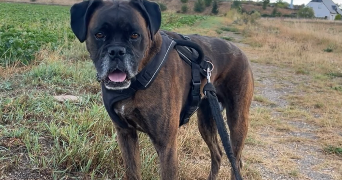 jade pet sitter à MERICOURT 62680_2