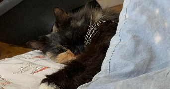 yasmine pet sitter à GIERES 38610_3