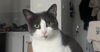 elise pet sitter à LA ROCHE SUR YON 85000_1