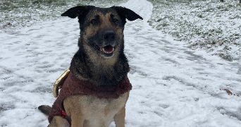 manon pet sitter à VEYRAC 87520_2