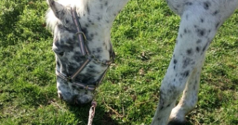 léa pet sitter à FREJUS 83600_3