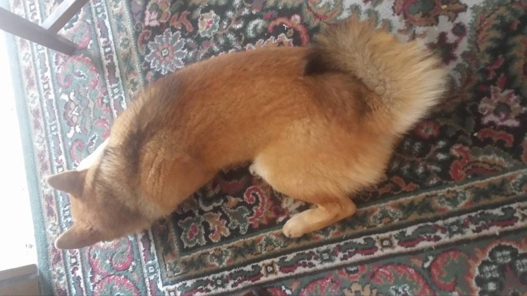marine pet sitter à Gournay-en-Bray 76220_5