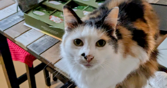 christelle pet sitter à ST AMAND LES EAUX 59230_2