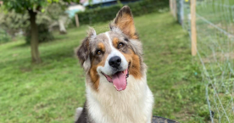agathe pet sitter à CAMPAGNE LES BOULONNAIS 62650_3