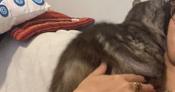 alice pet sitter à NANTES 44000_3