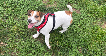 sophie pet sitter à NICE 06000_6
