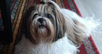 helene pet sitter à COLOMIERS 31770_3