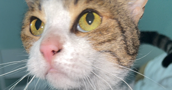 julia pet sitter à MAISONS ALFORT 94700_0