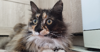 gwendoline pet sitter à BARC 27170_1