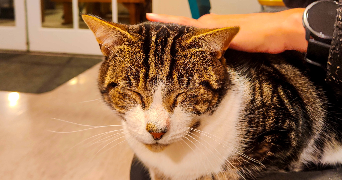 clara pet sitter à CLICHY 92110_3