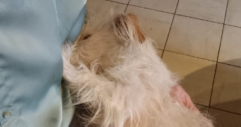 pauline pet sitter à ANGERS 49100_2