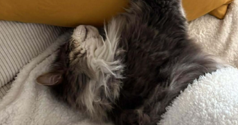 delphine pet sitter à ARRAS 62000_0