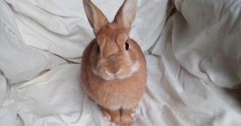 charlène pet sitter à CERGY 95000_0