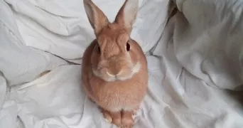 charlène pet sitter à CERGY 95000