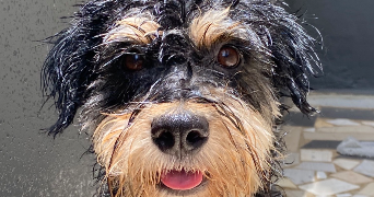 cédric pet sitter à NANTERRE 92000_3