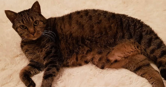 nathalie pet sitter à MAINTENON 28130_0