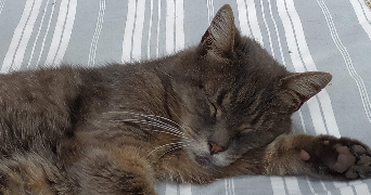 catherine pet sitter à MAROLLES EN BRIE 94440_4