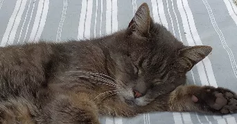 catherine pet sitter à MAROLLES EN BRIE 94440