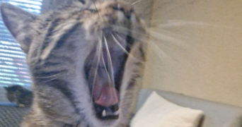 nadège pet sitter à METZ 57070_7