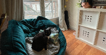 lou-anne pet sitter à LILLE 59800_3