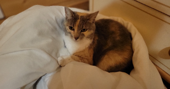 ewenn pet sitter à ORVAULT 44700