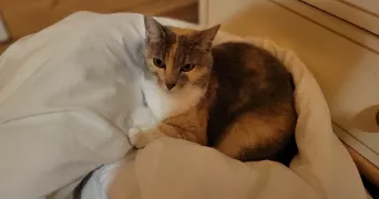 ewenn pet sitter à ORVAULT 44700