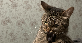 oceane pet sitter à REIMS 51100_0