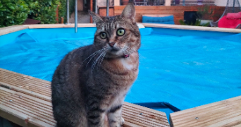 sarah pet sitter à ENTRE VIGNES 34400_0