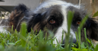 floriane pet sitter à HAGUENAU 67500_3