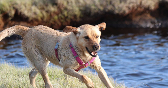 marion pet sitter à LORIENT 56100_7