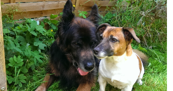 cécile pet sitter à MERY SUR OISE 95540_5