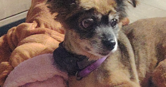 sylvie pet sitter à Livry-Gargan 93190_2
