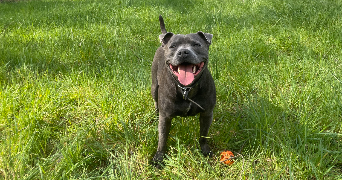 laetitia pet sitter à JURY 57245_6