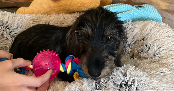 elaia pet sitter à RUEIL MALMAISON 92500_3