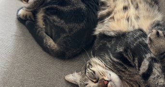 camille pet sitter à TOURS 37000_1