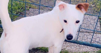 amandine pet sitter à SAUMUR 49400_2