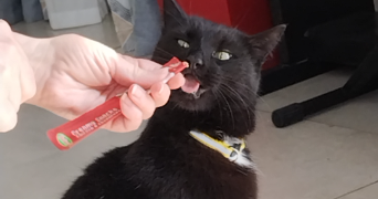 chiara pet sitter à BALDERSHEIM 68390_0