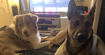 jovan pet sitter à ST DENIS 93210_3